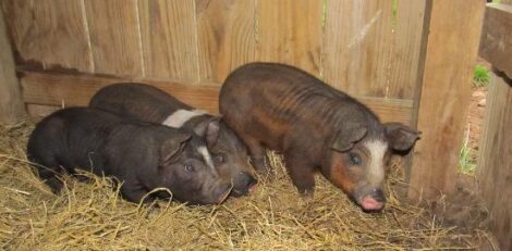 Springtime Madness: Lovin' It Image